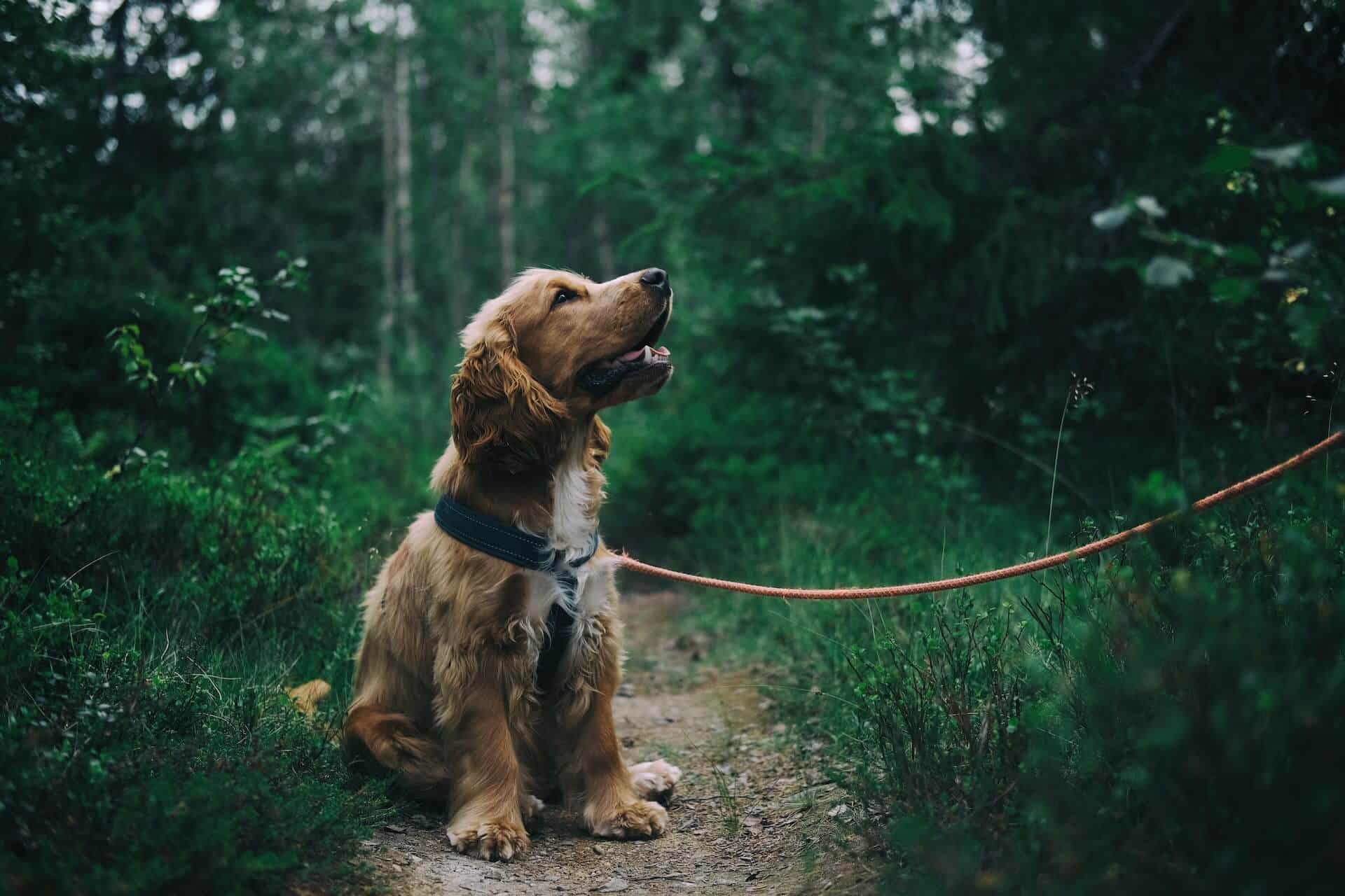 Randonnée avec un chien