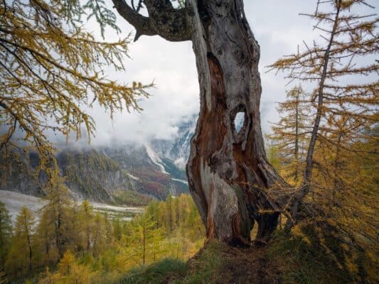 Arbre ancien en automne avec paysage de montagne en arrière-plan au refuge d'Erjavčeva.