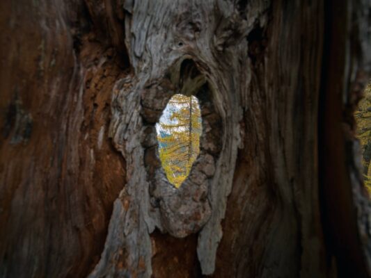 Scène de forêt automnale vibrante près du refuge d'Erjavčeva, avec des mélèzes jaunes et des pics montagneux en arrière-plan.