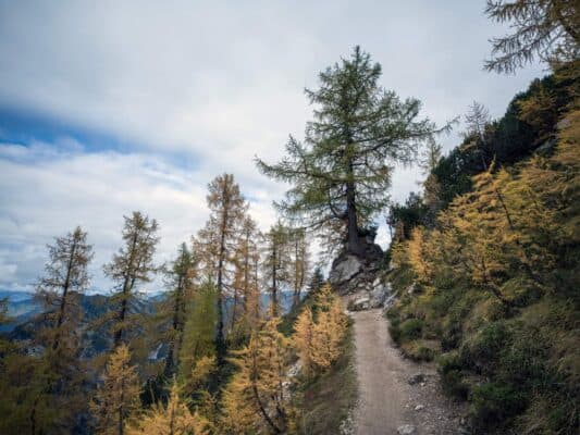 Sentier de montagne luxuriant menant au refuge d'Erjavčeva dans un paysage alpin pittoresque.